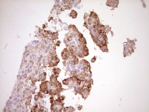 Monoclonal Mouse anti-Human BHLHE41 / BHLHB3 / SHARP1 Antibody (clone OTI8H5, aa1-297, IHC, WB)