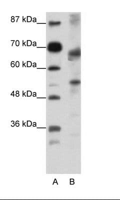 TCF12 / HEB Antibody (N-Terminus)