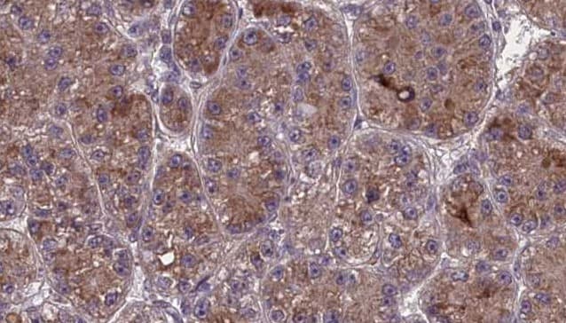 OR2S2 Antibody