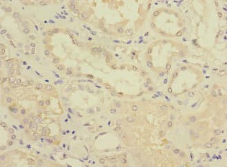 FTCD / 58K Golgi Protein Antibody