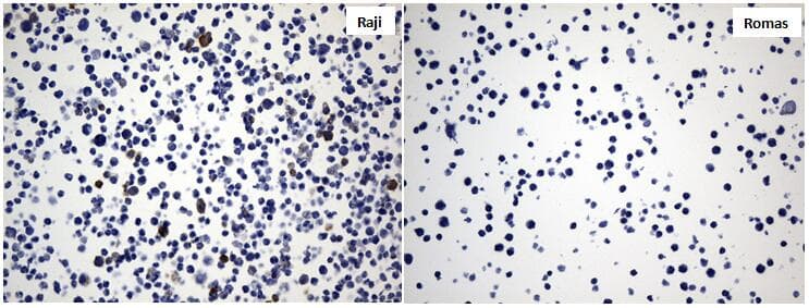 CD40 Antibody (aa21-166, clone UMAB255)