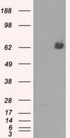 LTA4H / LTA4 Antibody (clone OTI3C11)