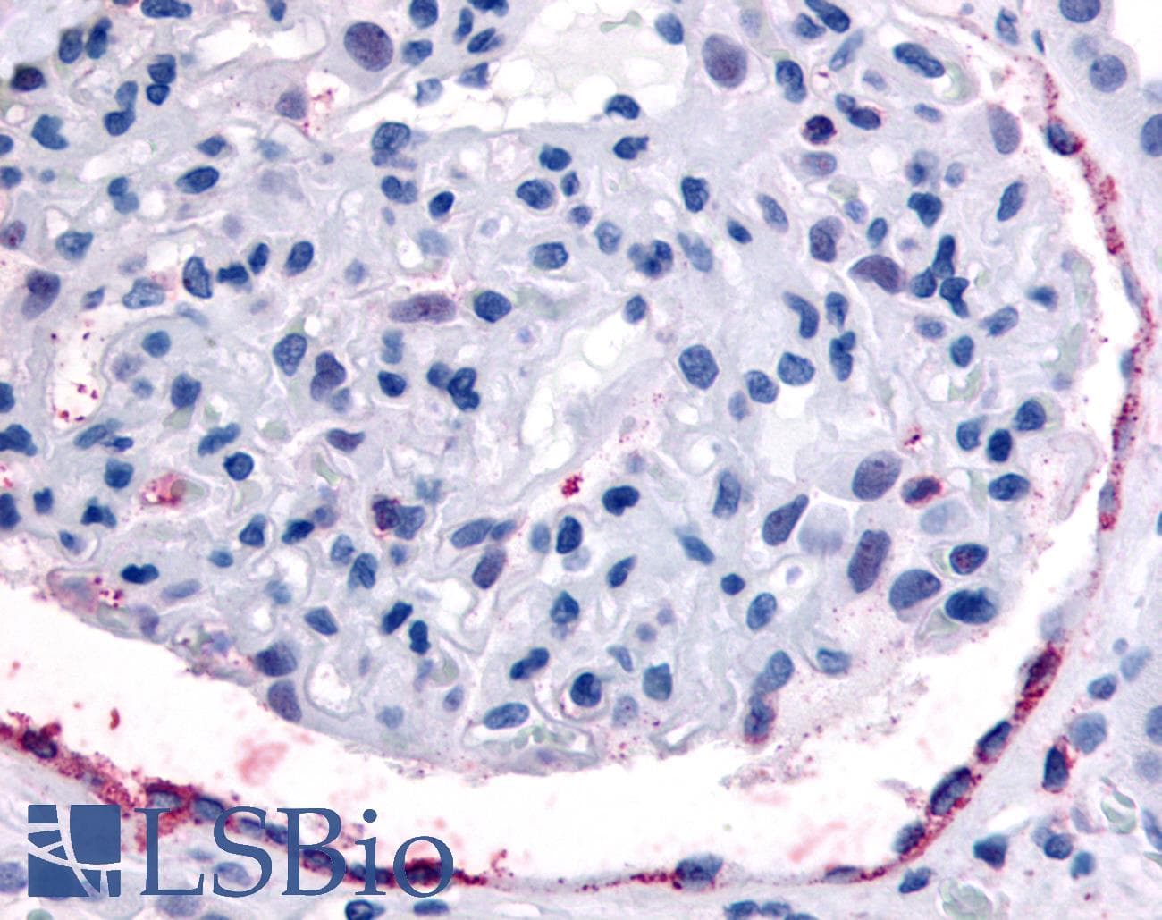 PathPlus™ EPHA4 / EPH Receptor A4 Antibody (Internal)