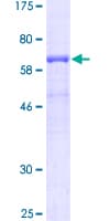 Human PVR / CD155 Protein (Recombinant GST)