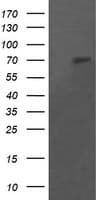 POGK Antibody (clone OTI4C8)