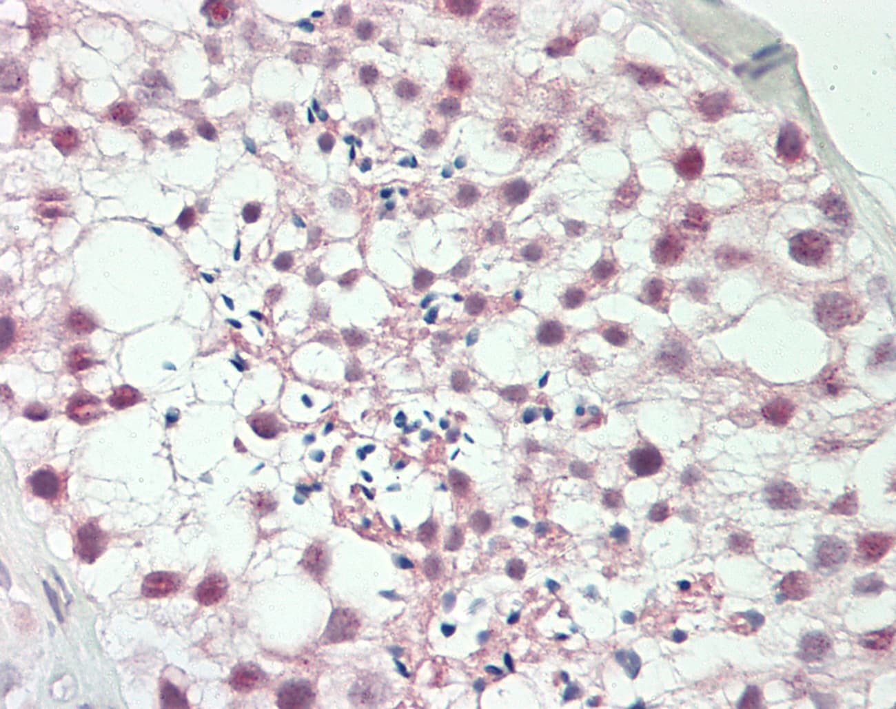 IHC-plus™ SOX9 Antibody (aa225-275)