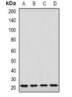 GRPEL2 Antibody