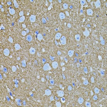 STX1A / Syntaxin 1A Antibody