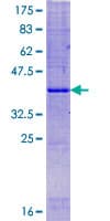 Human FAM19A4 Protein (Recombinant GST)