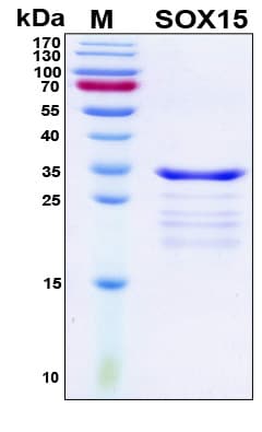 Human SOX15 Protein (Recombinant His, N-Terminal)