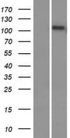 EMC1 Protein (Over-Expression Lysate Myc-DDK (Flag))