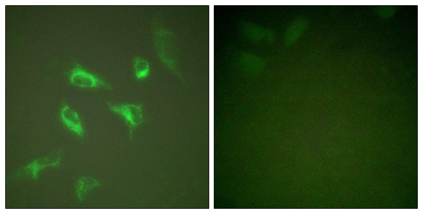 YWHAZ / 14-3-3 Zeta Antibody (p58)
