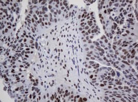 ZSCAN18 / ZNF447 Antibody (clone OTI2A9)