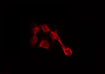 SDC4 / Syndecan 4 Antibody