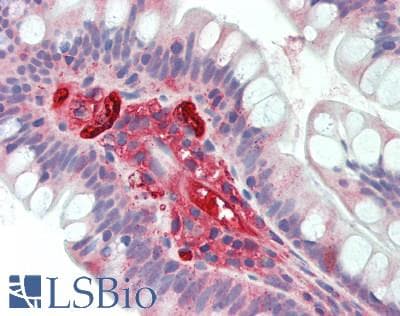 IHC-plus™ APOA1 / Apolipoprotein A 1 Antibody