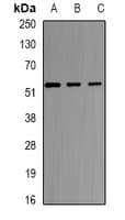 Selenium Binding Protein 1 Antibody