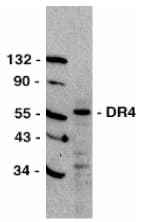 TNFRSF10A / DR4 Antibody