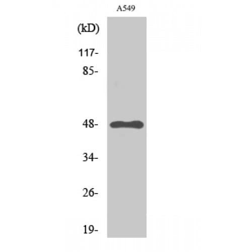 GPR83 Antibody (330-410 aa, C-terminal)