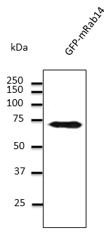 IHC-plus™ Polyclonal Goat anti-Mouse RAB14 Antibody (C-Terminus, IHC, IF, WB)