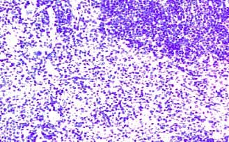 Polyclonal Goat anti-Mouse CCR7 Antibody (aa2-22, IHC, WB)