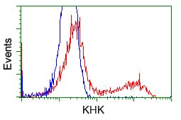 KHK / Ketohexokinase Antibody (clone OTI4E9)