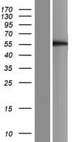 TMPRSS4 Protein (Over-Expression Lysate Myc-DDK (Flag))