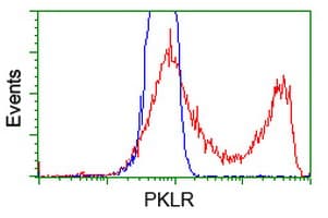 PKLR Antibody (clone OTI1H2)