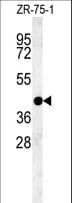 IHC-plus™ PSG9 Antibody (aa108-137)
