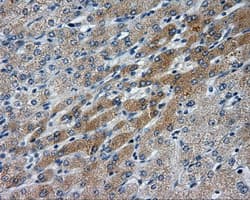 LIPG / Endothelial Lipase Antibody (clone OTI3C7)