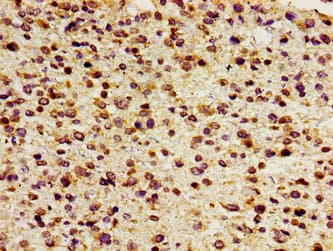 FOXD3 Antibody