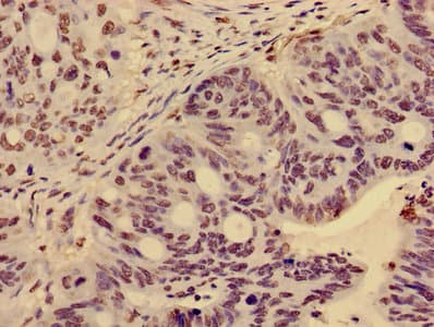 HIST1H3A Antibody