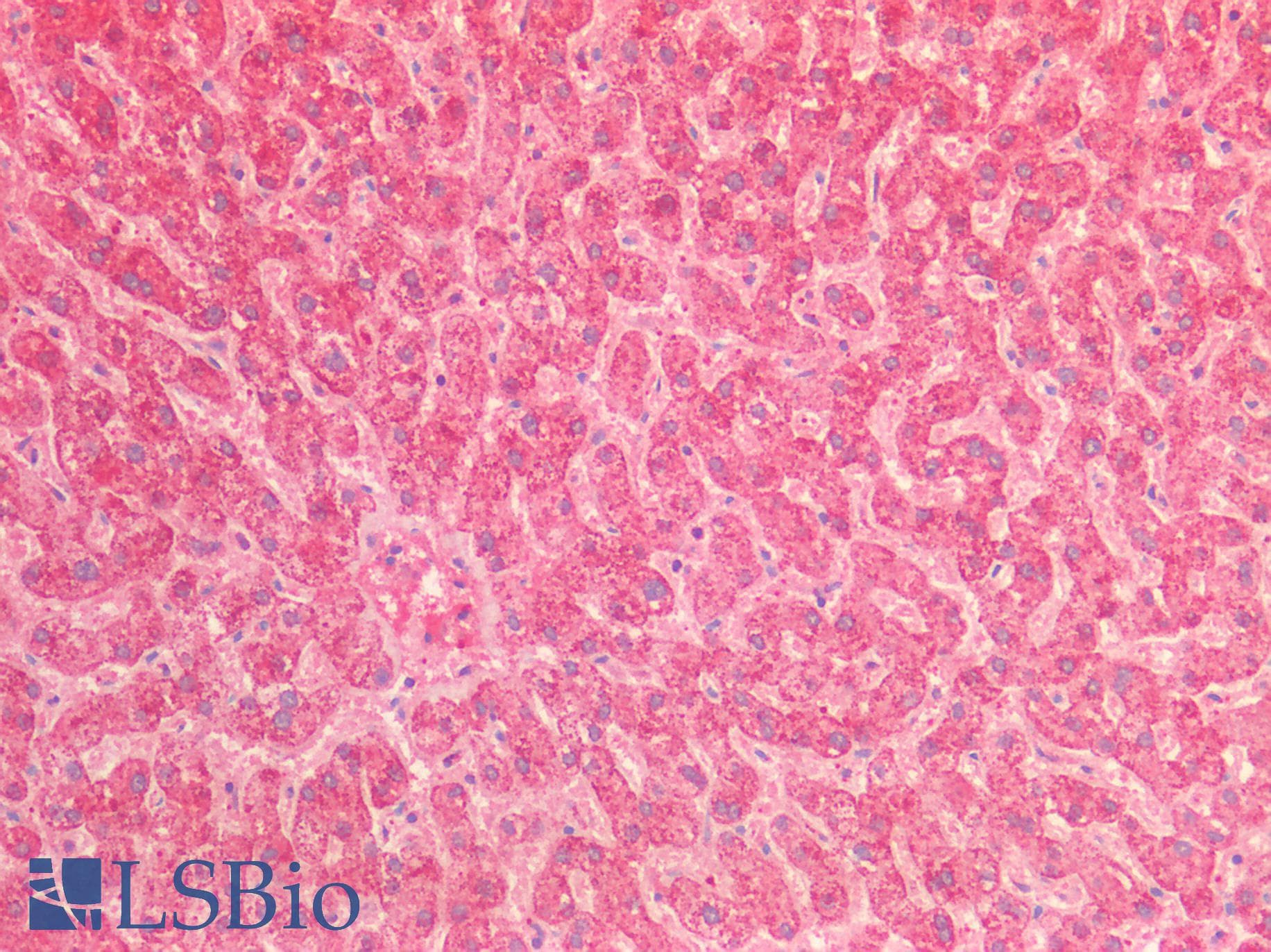 IHC-plus™ HSPE1 / HSP10 / Chaperonin 10 Antibody