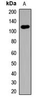 TLR7 / CD287 Antibody