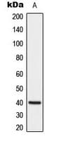 DUSP1 / MKP1 Antibody (C-Terminus)