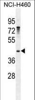 GAS1 Antibody (aa95-127)