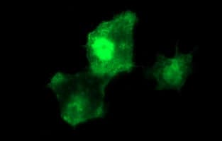 BID Antibody (clone OTI3E9)