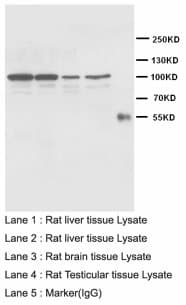 CDH2 / N Cadherin Antibody (aa701-714)