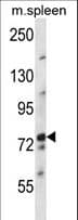 PIG1 / NUFIP2 Antibody (aa297-325)