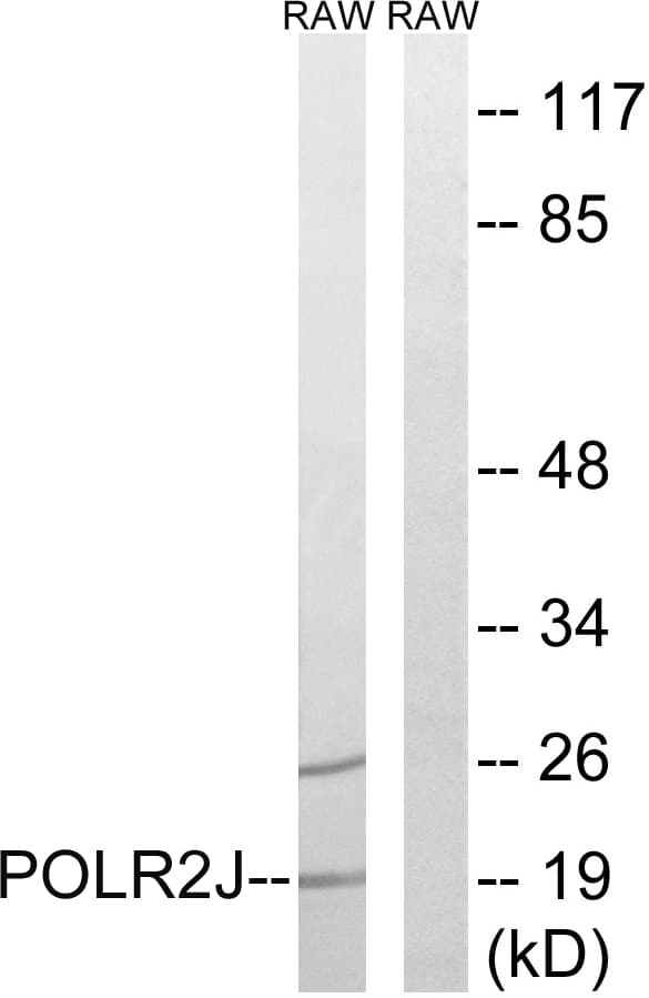POLR2J Antibody (aa10-59)