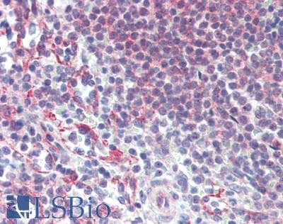 IHC-plus™ TNFSF14 / LIGHT Antibody