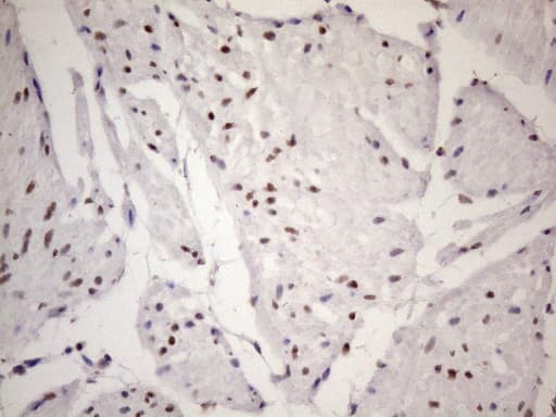 TP53BP1 / 53BP1 Antibody (aa1-300, clone OTI2H6)