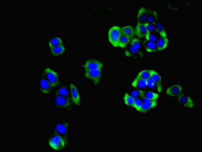 HIATL1 Antibody