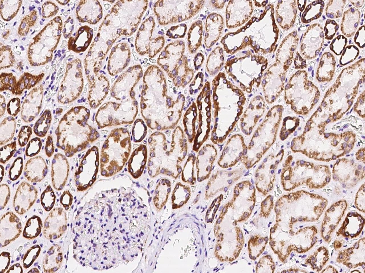Polyclonal Rabbit anti-Human TXN2 / Thioredoxin 2 Antibody (Preservative Free, IHC, IF, WB)