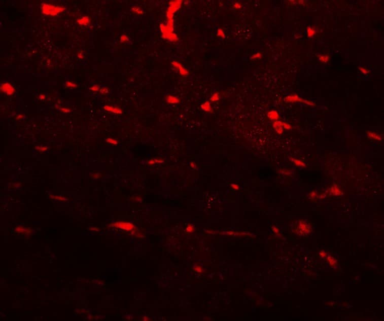 IHC-plus™ PDCL3 Antibody