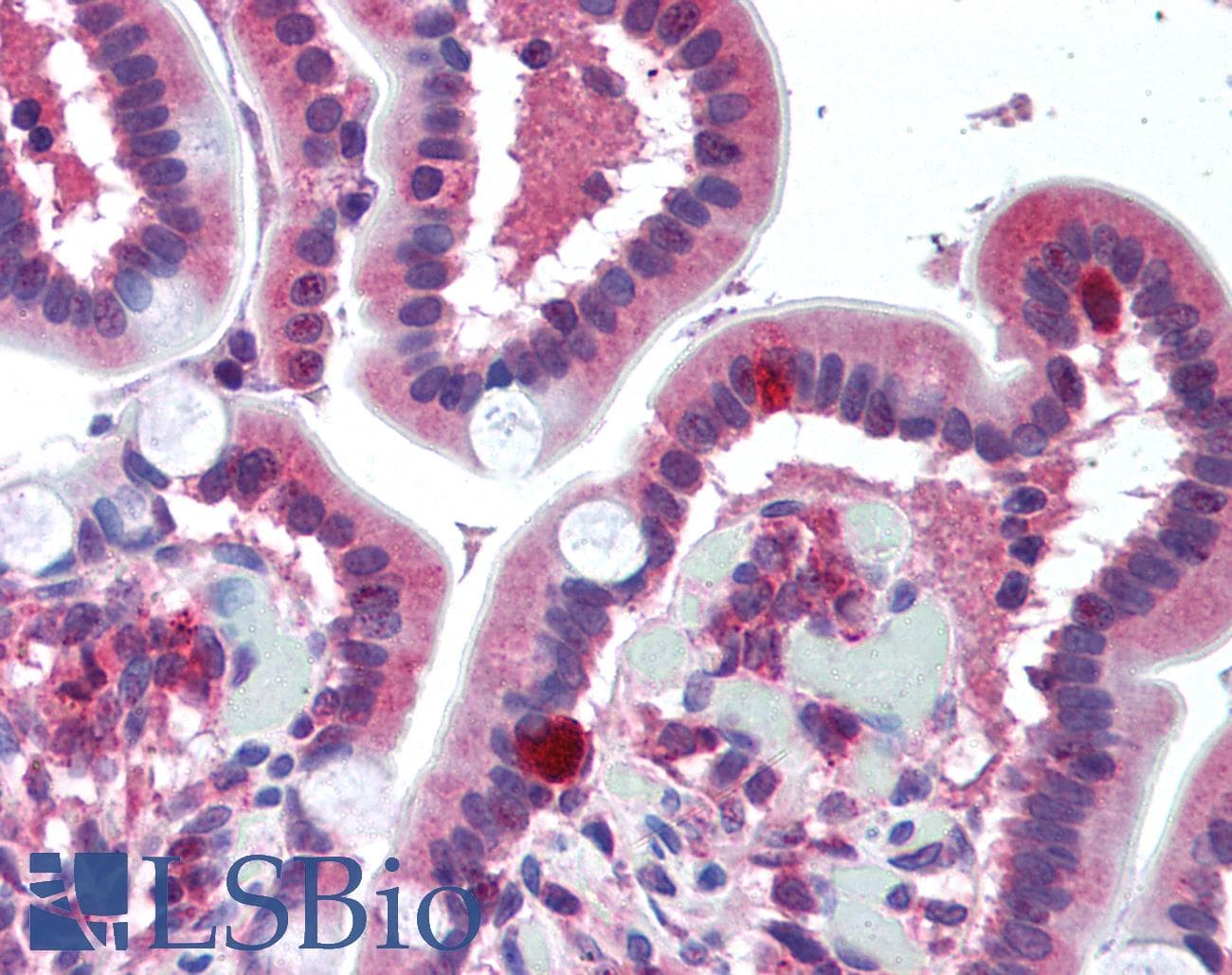 IHC-plus™ Polyclonal Rabbit anti-Human FPR1 / FPR Antibody (aa176-190, IHC, WB)