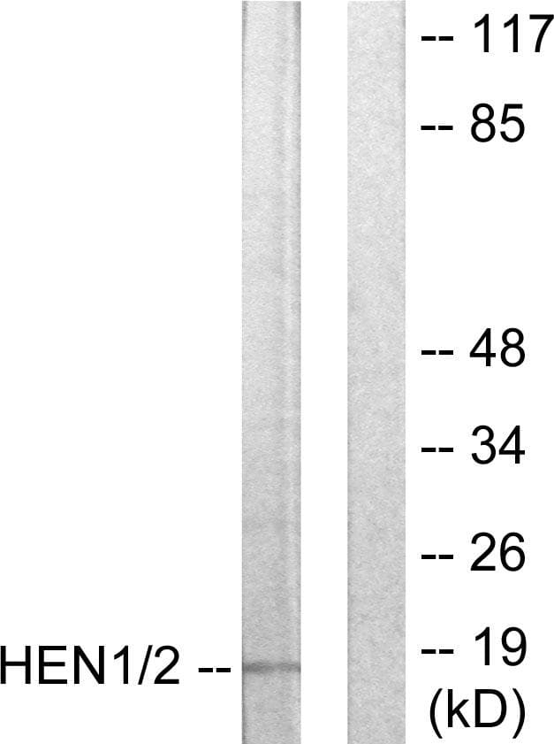 HEN1 + HEN2 Antibody