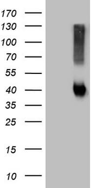 ADH5 Antibody (aa1-266, clone OTI10A10)