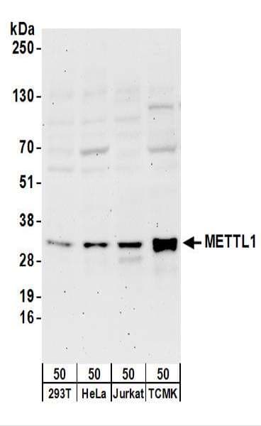 Polyclonal Rabbit anti-Human METTL1 Antibody (aa175-225, WB)