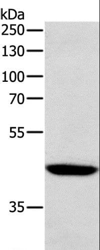 SOX7 Antibody