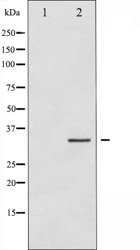 Polyclonal Rabbit anti-Human STX1A / Syntaxin 1A Antibody (IHC, IF, WB)